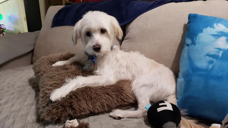 Dog Grooming Seaside Grooming Inglewood