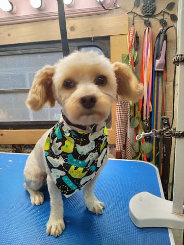 Dog Grooming serenity pet grooming Pomona