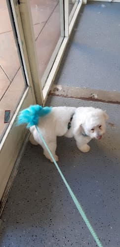 Dog Grooming Shaggy Chic Pet Grooming Services Simi Valley