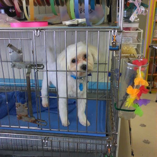 Dog Grooming Shaggy Dog Grooming Santa Maria