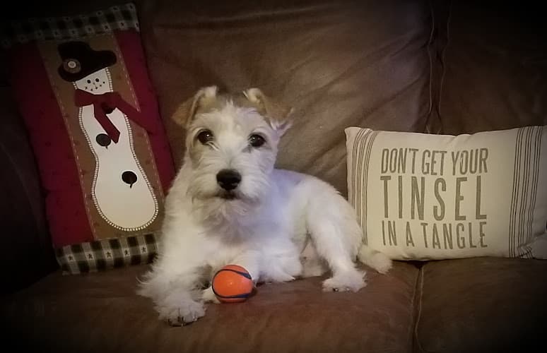 Dog Grooming Shaylin's Groom Room Bend