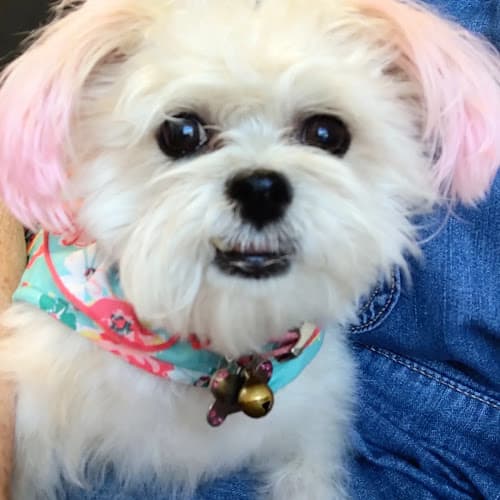 Dog Grooming Sherri's grooming Visalia