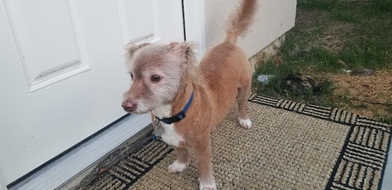 Dog Grooming Shiny Pet Grooming West Covina