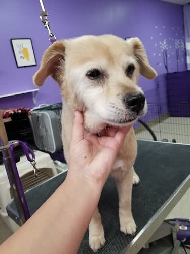 Dog Grooming Shirleys Grooming Carson