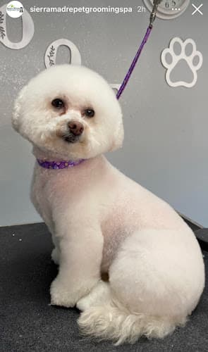 Dog Grooming Sierra Madre Pet Grooming & Spa West Covina