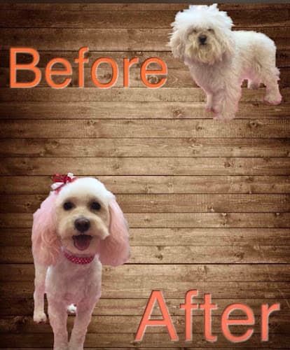 Dog Grooming Silky Pelage Pet Spa Rialto