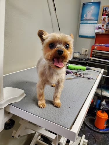 Dog Grooming Silver Scissors Pet Grooming Chico