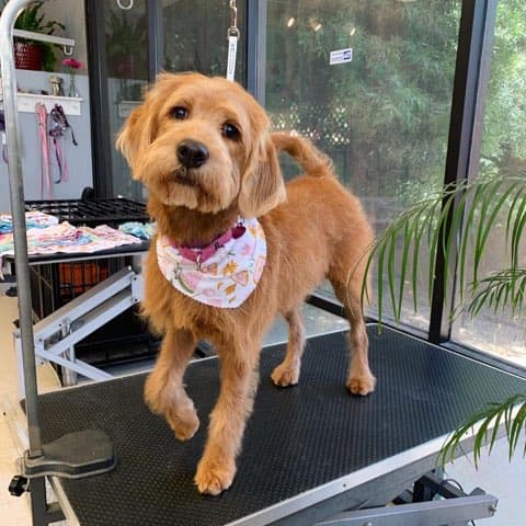 Dog Grooming Simply Grooming by Rita Vacaville