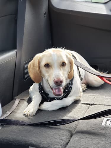 Dog Grooming Sk gentle groomer and corgie Breeder Tacoma