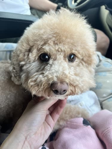 Dog Grooming Snowball Pet Grooming El Monte