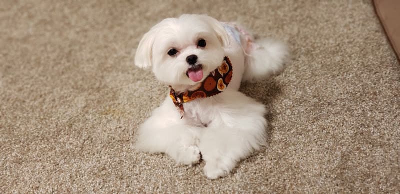 Dog Grooming Snow's Groom & Board Mission Viejo