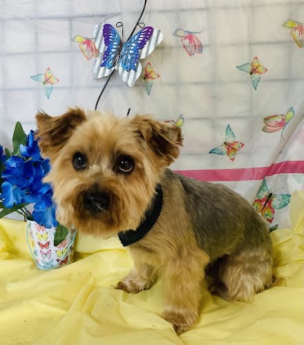 Dog Grooming Snuggles Dog Grooming Salem