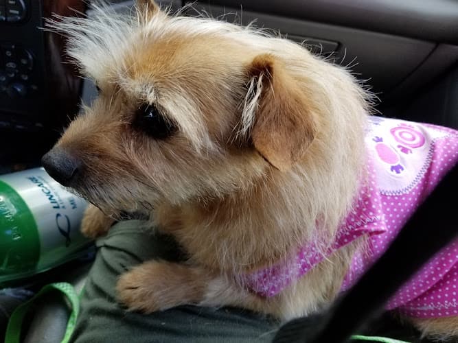 Dog Grooming Soft Paws Pet Spa Spokane Valley