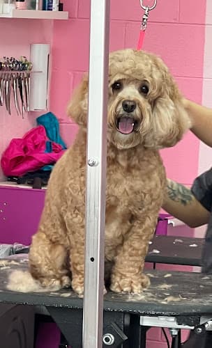 Dog Grooming Soggy Paws Pet Grooming Carson