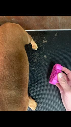 Dog Grooming Solo Dog Grooming Corona