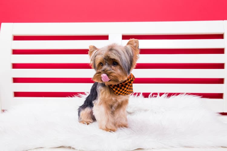 Dog Grooming Songs Pet Grooming Vista