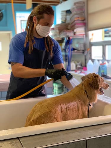 Dog Grooming South Bark Dog Wash San Diego