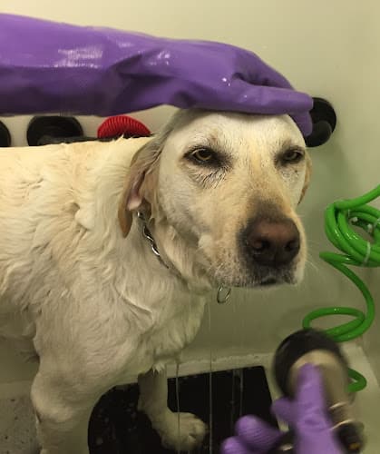 Dog Grooming South Bay Dog Grooming Carson