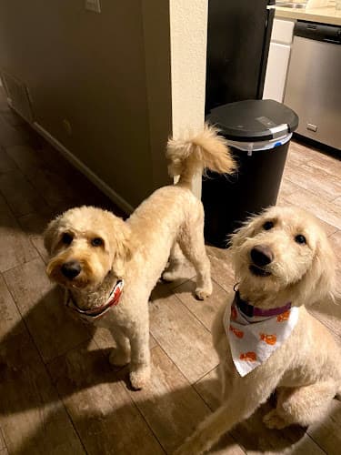 Dog Grooming Splash and Dash Groomerie & Boutique San Diego