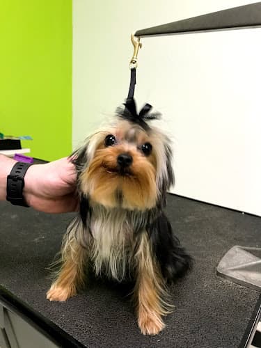 Dog Grooming Splash and Dash Groomerie & Boutique Santa Clarita