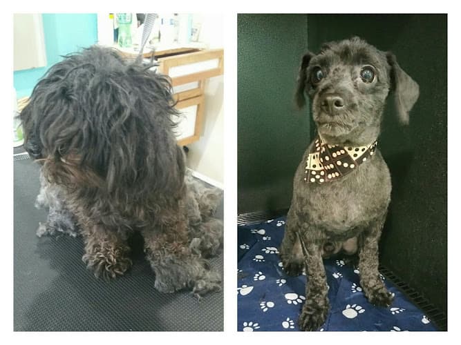 Dog Grooming Spoiled Paws Grooming Co Long Beach