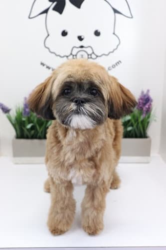 Dog Grooming Spoiled Pup LV - Dog Grooming - Puppies for Sale Long Beach