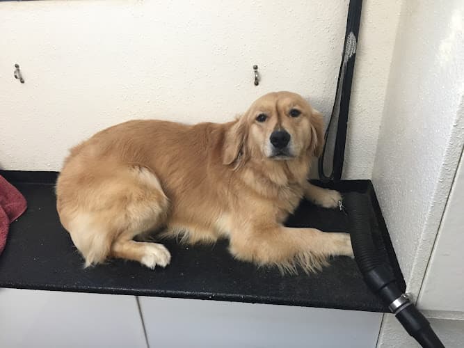 Dog Grooming Spokane Dog Grooming Beaverton