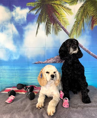 Dog Grooming Spokane Paw Prints Grooming Spokane Valley