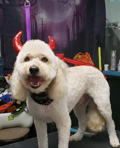 Dog Grooming Star Mutts Grooming Salon Fresno