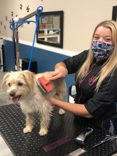 Dog Grooming Styles Pet Grooming Hesperia