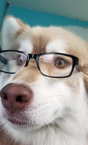 Dog Grooming Styling studio all breed dog grooming Pasadena