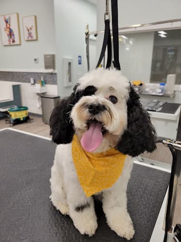 Dog Grooming Suds Pet Bathhouse and Spa Beaverton