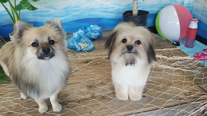 Dog Grooming Suds & Swagger Pet Grooming Spokane Valley