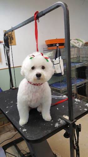 Dog Grooming Sudsy Paws Pet Grooming Sacramento