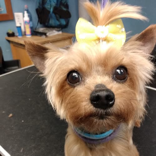 Dog Grooming Sudzy Paws Pet Grooming Bakersfield