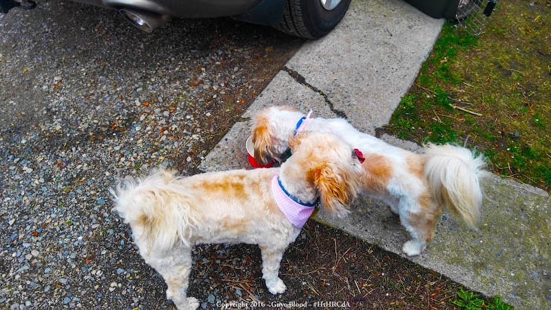 Dog Grooming Sue's Pet Grooming Spokane Valley