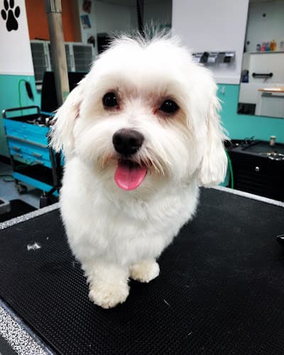 Dog Grooming Super Paws Grooming Corona