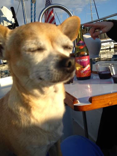 Dog Grooming Super Star Grooming Jurupa Valley