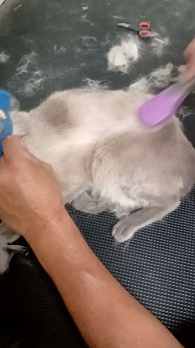 Dog Grooming SuperPet Mobile Grooming Lancaster