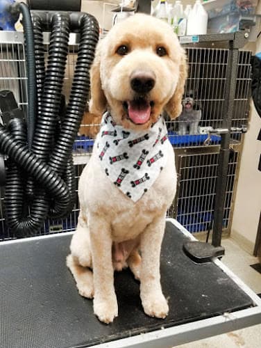 Dog Grooming Swaggs Pet Grooming Spa Ventura