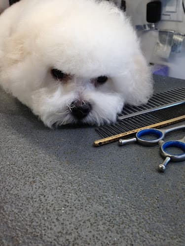Dog Grooming Sweet Paws Pet Grooming Costa Mesa