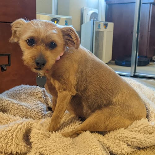 Dog Grooming Sweet Pea Grooming San Diego