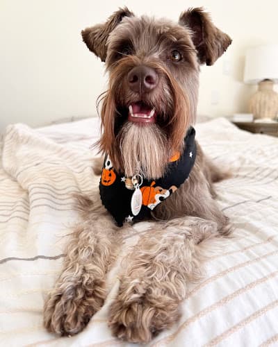 Dog Grooming Sydnee's Pet Grooming Fairfield