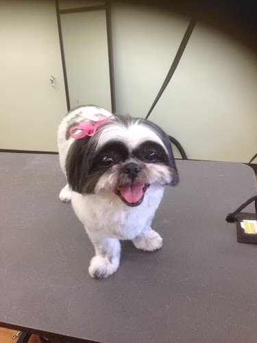 Dog Grooming T-DOGS GROOMING El Cajon