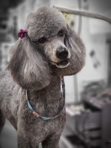 Dog Grooming Tacoma's Best Pet Grooming Federal Way