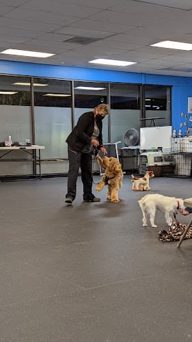Dog Grooming Tailored Dog Training Concord