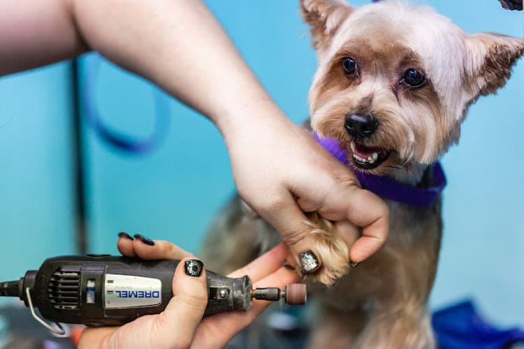 Dog Grooming Tails of the City Dog Salon Vacaville