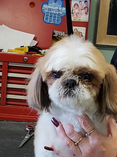 Dog Grooming Tailwaggers Pet Grooming Lancaster