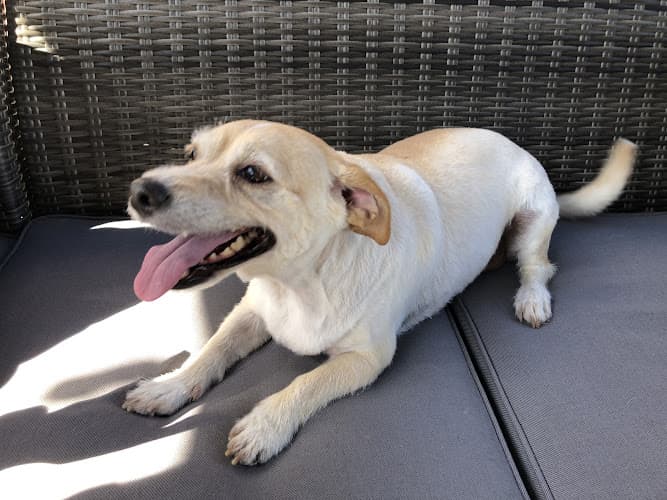 Dog Grooming tangled tails pet grooming Modesto