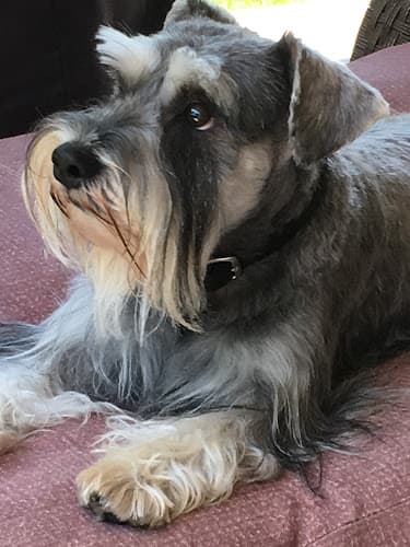 Dog Grooming Taya's Tender Touch Pet Grooming Moreno Valley